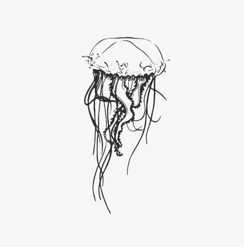 Jellyfish - Portable Network Graphics, transparent png download