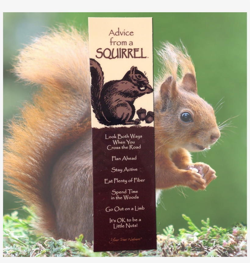 Advice From A Squirrel Bookmark - Squirrel, transparent png download
