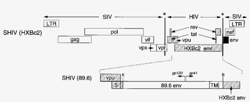 Structures Of The Shiv Variants Used In This Study - Diagram, transparent png download