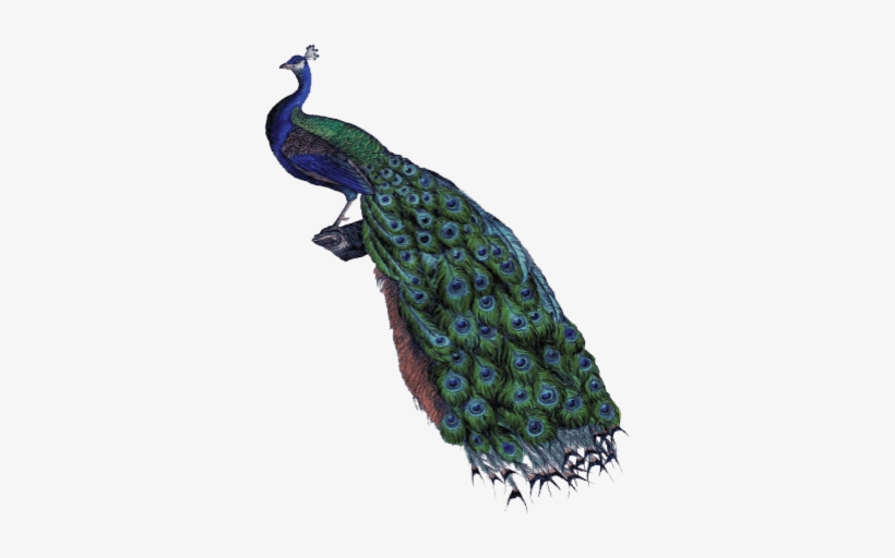 Infame's Peacock - Peacock Tan Tapestry I Canvas Wall Art, transparent png download