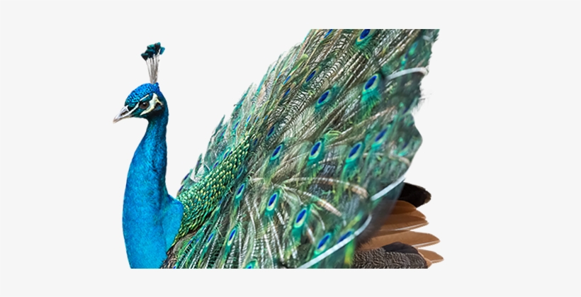 Peacock - Peafowl, transparent png download