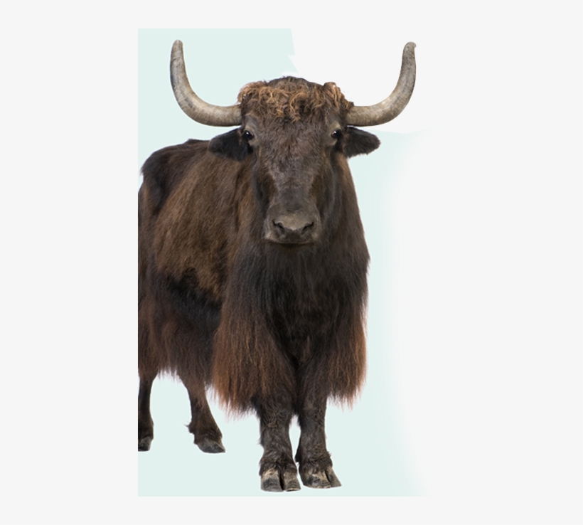 Partners - Y Is For Yak: A Zoo Alphabet, transparent png download