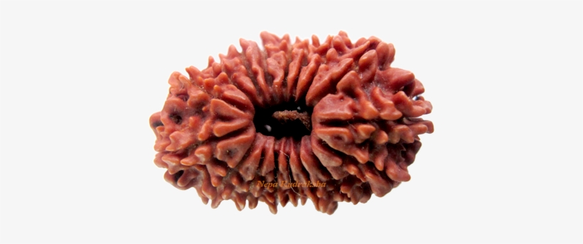Seventeen Mukhi Rudraksha Collection - Poppy, transparent png download