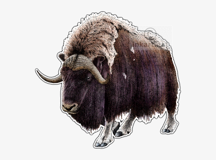 Download Clip Art Royalty Free Stock Musk Ox At Getdrawings Musk Ox