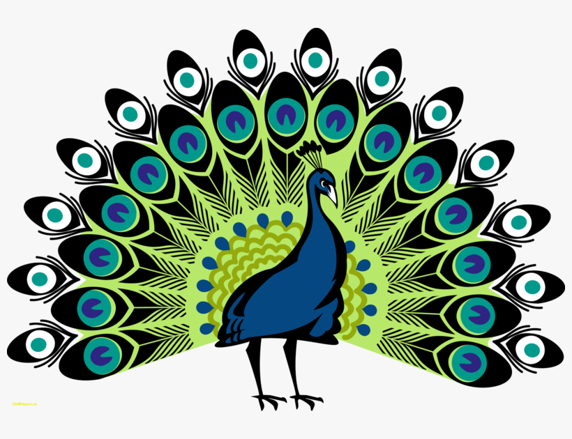 Vector Free Library Peacock Images Free Download Pictures Simple