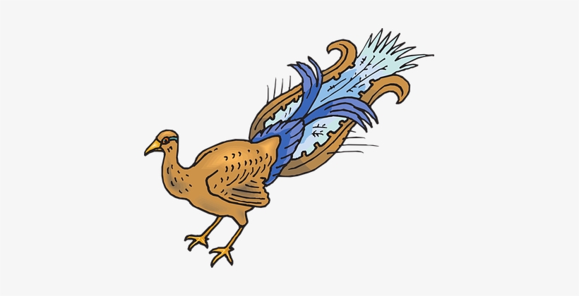 Bird, Wings, Peacock, Tail, Plucked - Ave Cola, transparent png download