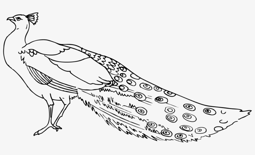 Peacock Feather Clip Art Free Download - Clip Art Images Of Peacock, transparent png download