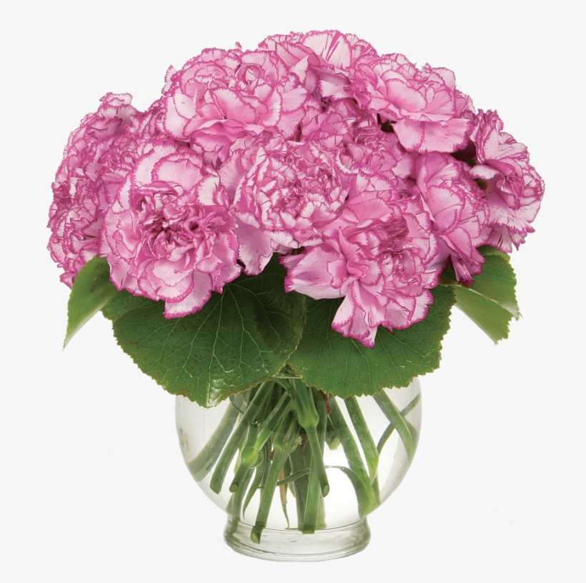 Carnations Beautifully Arranged In A Vase With Greenery - Garden Roses, transparent png download