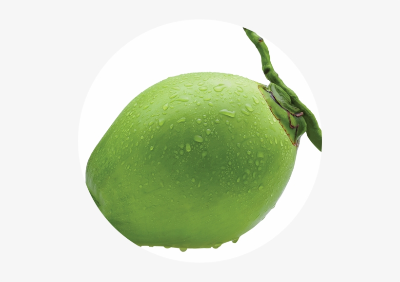 Related Wallpapers - Tender Coconut Png PNG Image | Transparent PNG