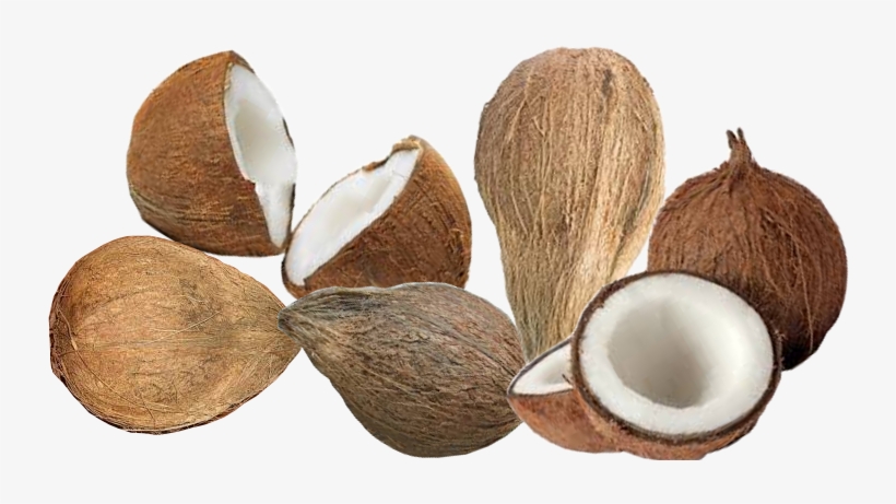 Coconut - Coconut Png, transparent png download