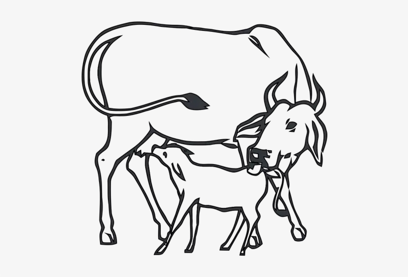 Why Is Bjp Doing Cow Politics - Cow And Calf Drawing, transparent png download