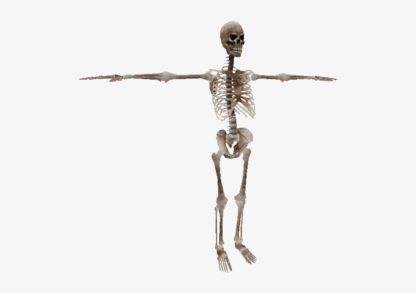 Download Zip Archive - Oblivion Skeleton, transparent png download