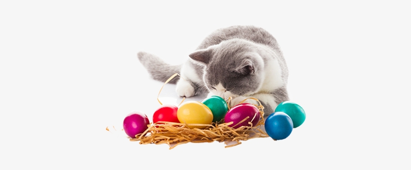 The Dangers Of Easter Grass - Easter Cat Transparent, transparent png download