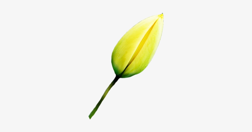 Leaves01 15 Mar 2011 - Bud, transparent png download