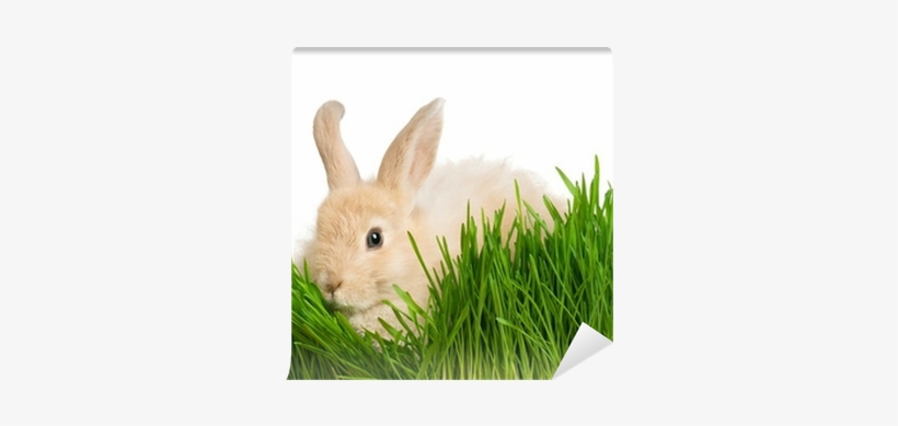 Domestic Rabbit, transparent png download