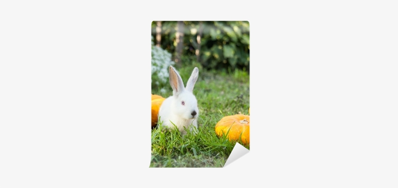 Photograph, transparent png download