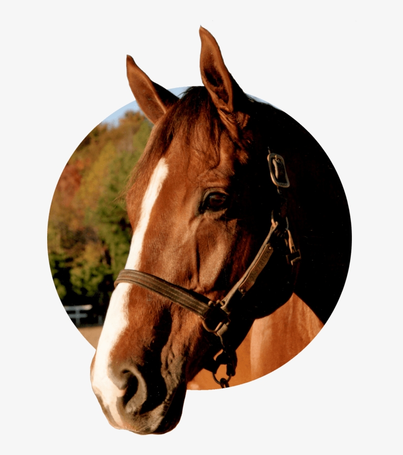 Effective For Your Animals & Pets Including - Horse, transparent png download