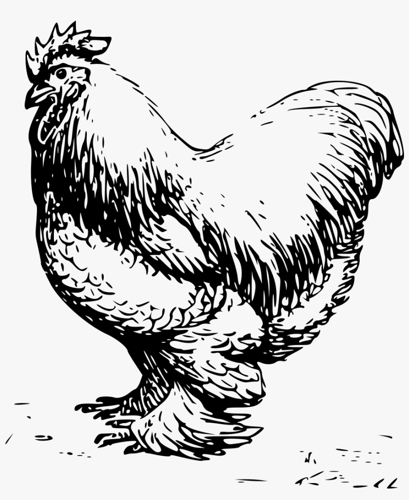 Rooster Clipart Fowl - Chicken Vector Black And White, transparent png download
