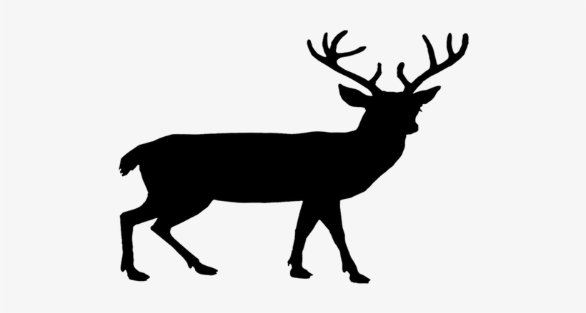 Red Deer - Deer Png, transparent png download