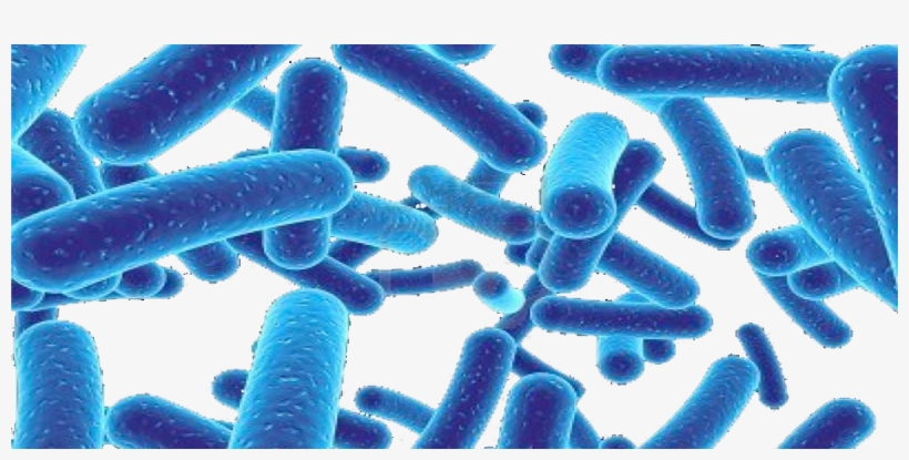 Germs - Probiotic How To Use Probiotics To Get Rid Of Cancer,, transparent png download