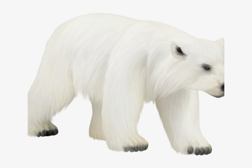 Polar Bear Clipart Vector - Polar Bear, transparent png download