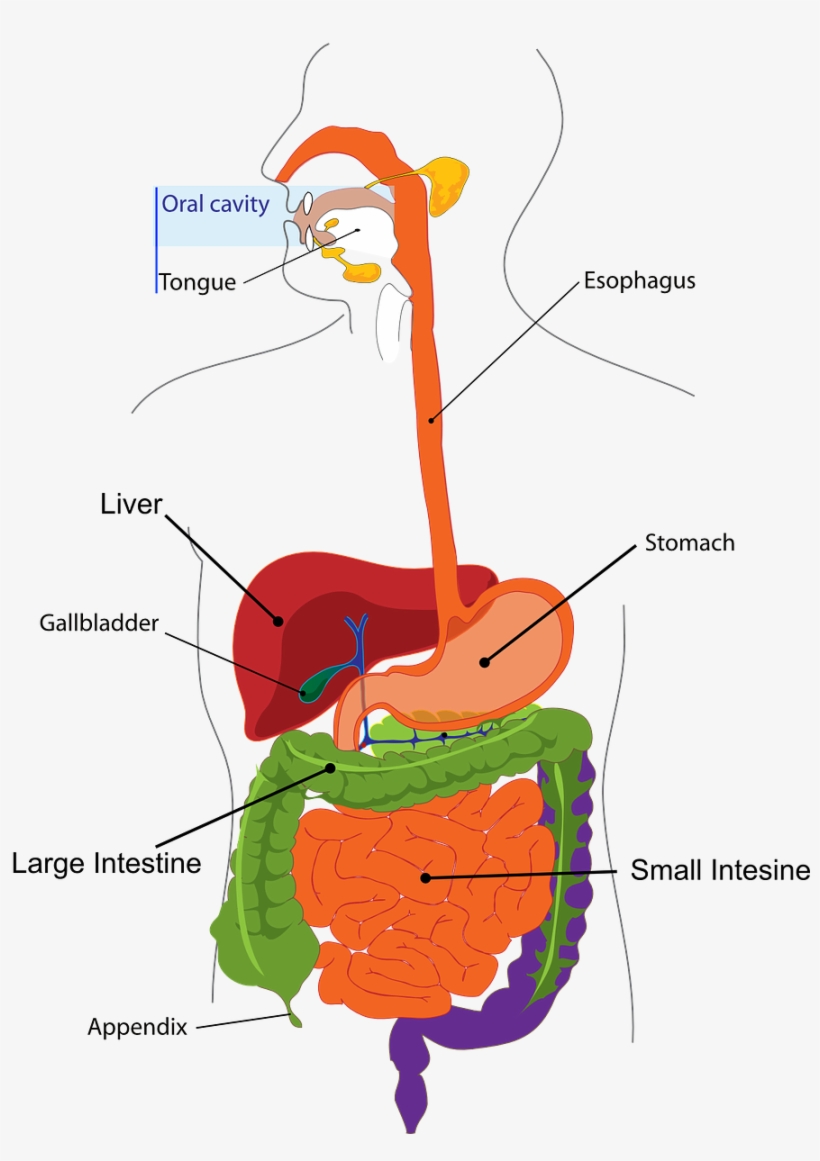 Pancreas - Figure Of Digestive System, transparent png download