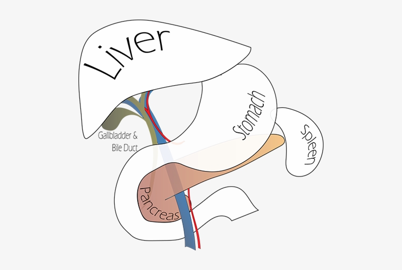Pancreas - Cholecystectomy, transparent png download