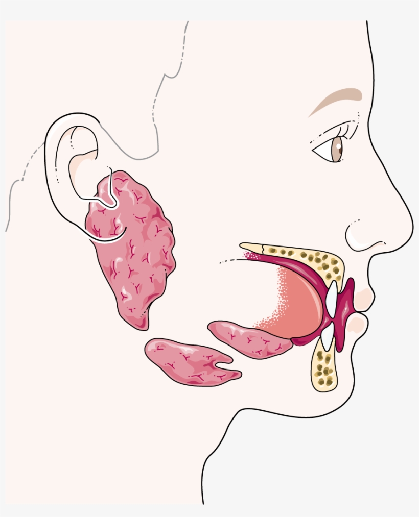 Salivary Glands - Salivary Glands Clip Art, transparent png download