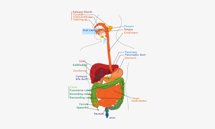 Gastrointestinal Tract - Sistema Digestivo En Español, transparent png download