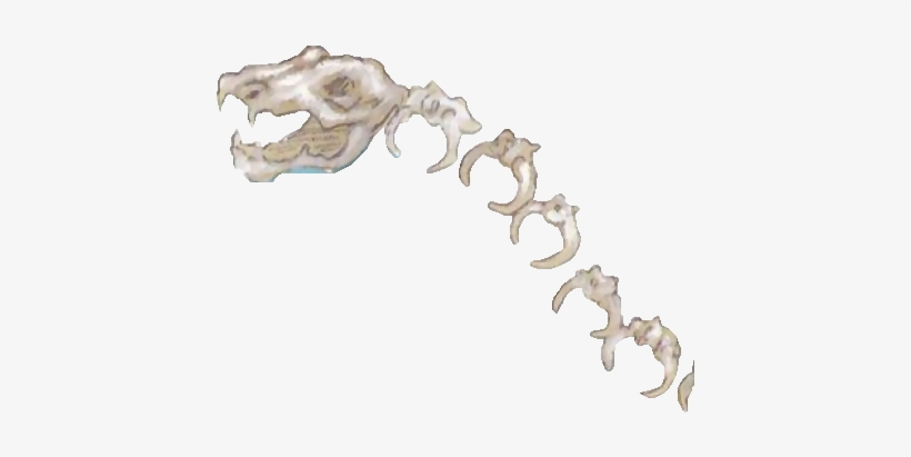 Skeleton Dragon - Death Battle Fanon, transparent png download