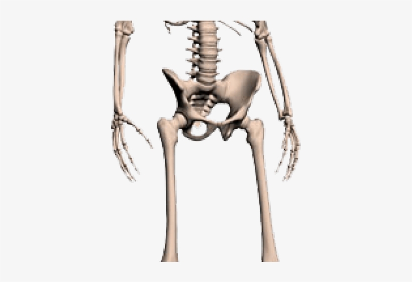 Skeleton Png Transparent Images - Skeleton, transparent png download