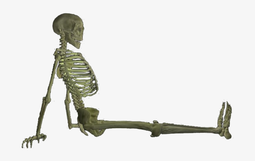 Skeleton Png - Bone, transparent png download