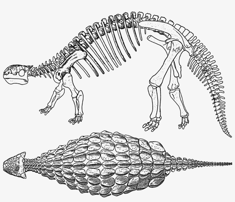 Banner Transparent Download Skeleton Bones Icons Png - Ankylosaurus Bones, transparent png download