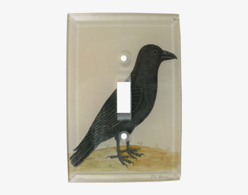 Common Raven, transparent png download