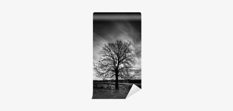 Tree, transparent png download