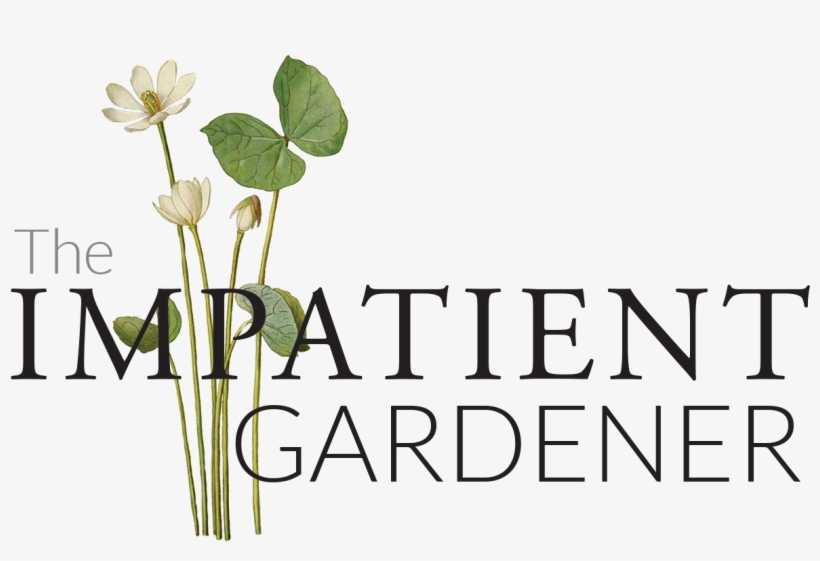 5 Flowers That Are Dead Simple To Grow From Seed - The Impatient Gardener, transparent png download