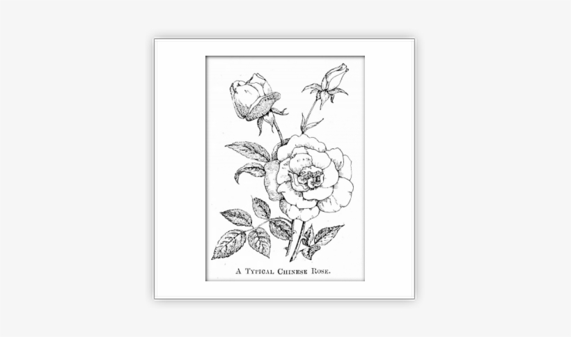 Floribunda, transparent png download