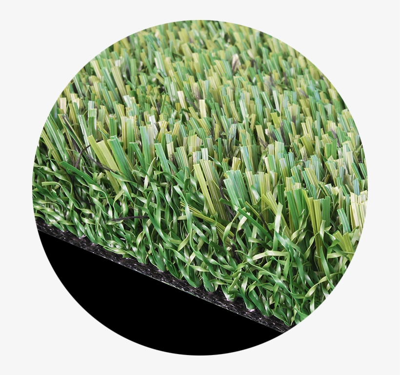 Shortcode Image - Annual Plant, transparent png download