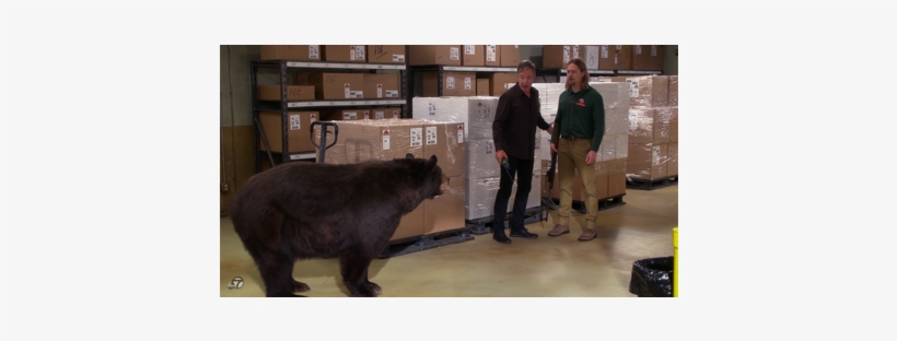Greenscreen Bear In Last Man Standing With Tim Allen - Tiger, transparent png download