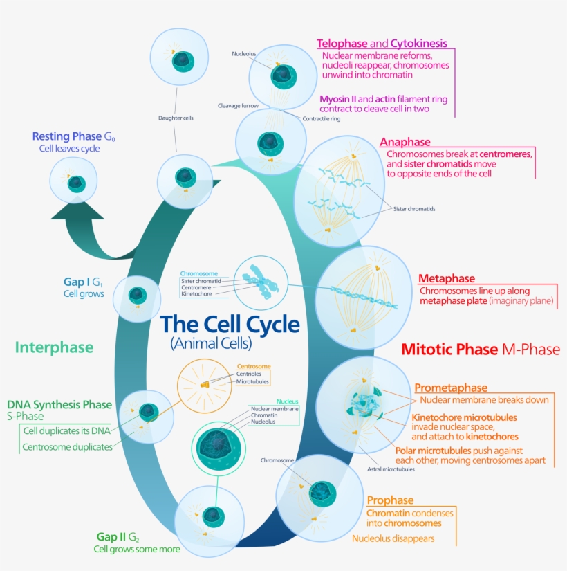 Do Cells Need Cholesterol, transparent png download