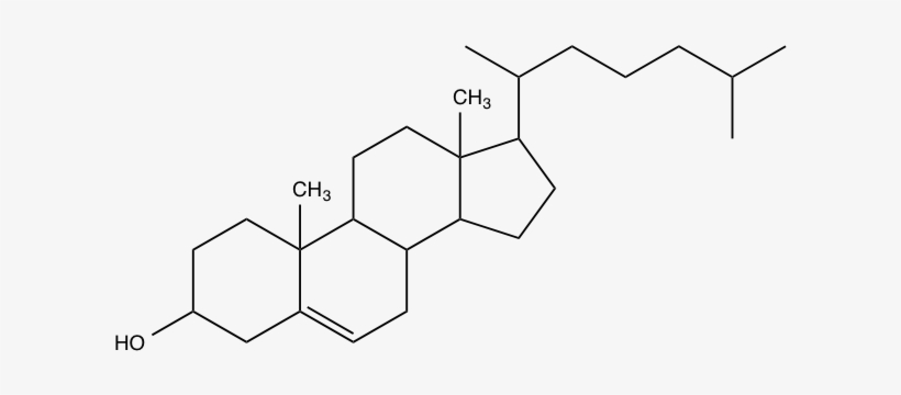 Cholesterol Is Biosynthesized By All Animal Cells, - Cell, transparent png download