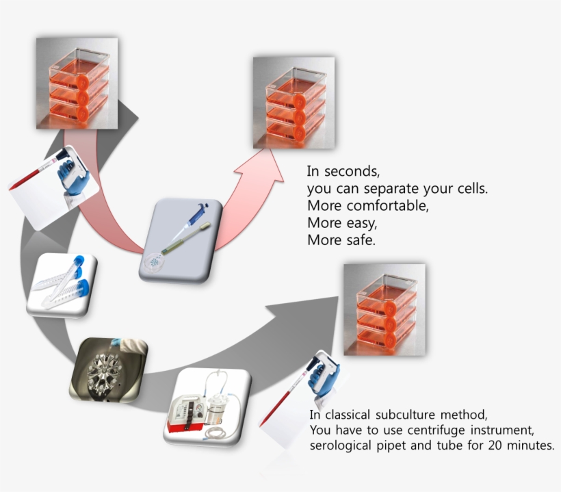 In 15~20 Seconds, You Can Separate Your Animal Cells - Cell Subculture, transparent png download