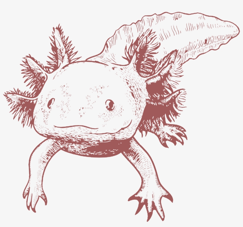 Axolotl Child - Axolotl, transparent png download