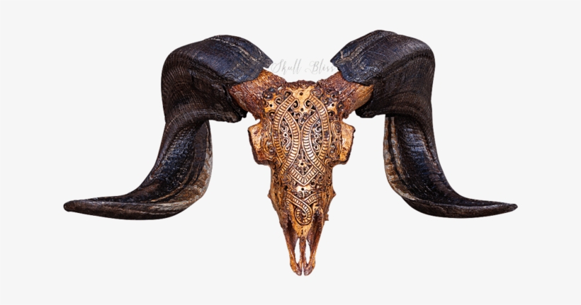 Carved Ram Skull - Skull, transparent png download