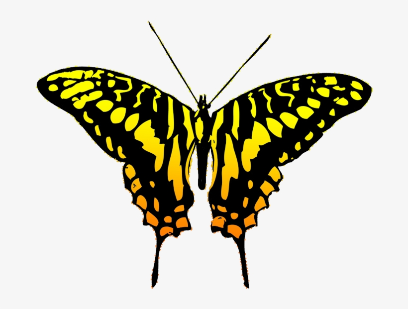 Butterfly Orange And Black Multicolored Image Png - Black And Yellow Butterfly Clipart, transparent png download