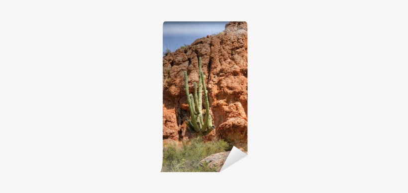 Hedgehog Cactus, transparent png download