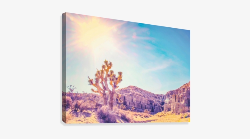 Cactus At The Desert In Summer With Strong Sunlight - Artist, transparent png download