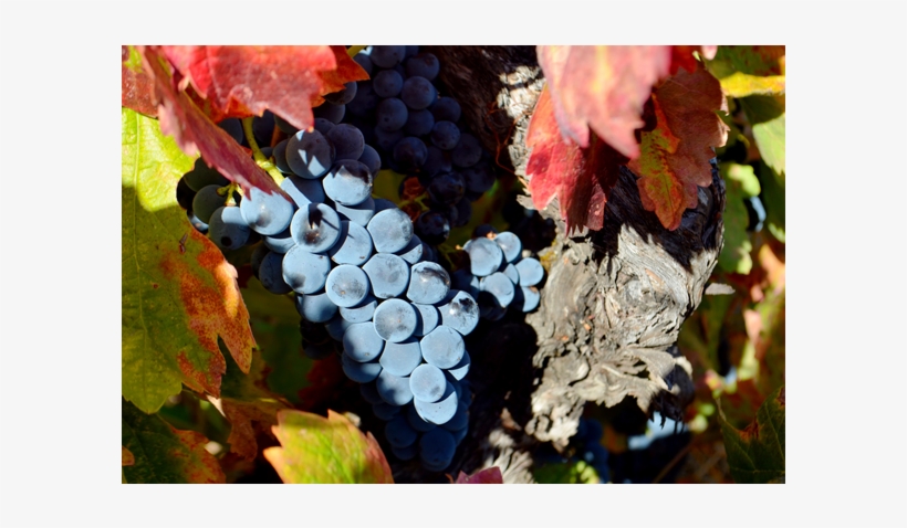 In 2002, Cox Vineyard Passed The Rigorous Ccof Standards - Grape, transparent png download