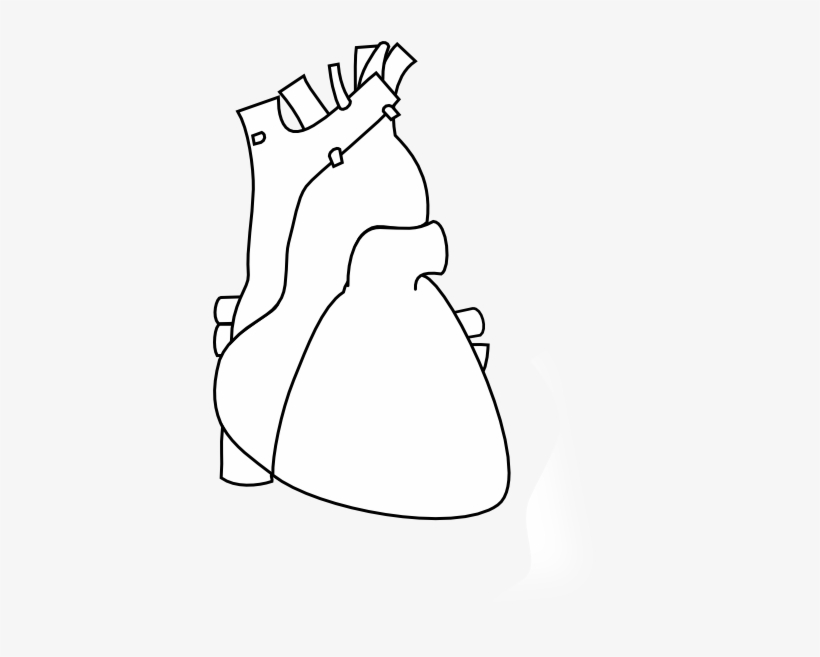 Heart Outline - Survivor Heart Valve Dissection Cardiovascular Marfan, transparent png download