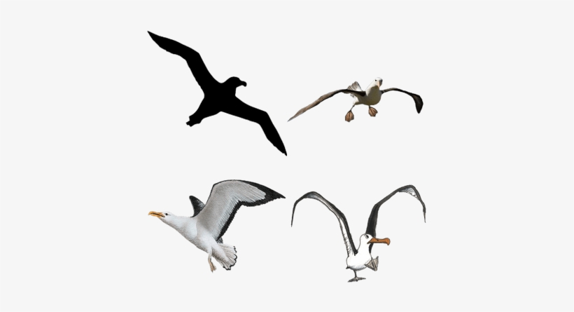 Download Free Birds Transparent Pngs - Albatroz Tattoo, transparent png download